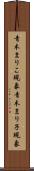 青木まりこ現象 Scroll