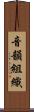 音韻組織 Scroll