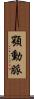 顎動脈 Scroll