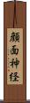 顔面神経 Scroll