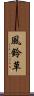 風鈴草 Scroll