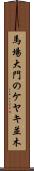 馬場大門のケヤキ並木 Scroll