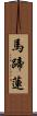 馬蹄蓮 Scroll