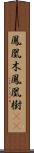 鳳凰木 Scroll