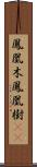 鳳凰木;鳳凰樹(iK) Scroll