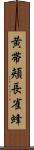 黄帯頬長雀蜂 Scroll