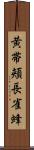 黄帯頬長雀蜂 Scroll