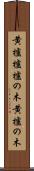 黄櫨 Scroll