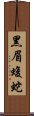 黑眉蝮蛇 Scroll