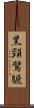 黑頸鷿鷈 Scroll