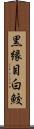 黒縁目白鮫 Scroll