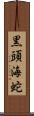黒頭海蛇 Scroll