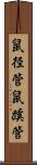 鼠径管 Scroll