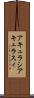 アキュラシ Scroll