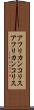 アフリカンコリス Scroll