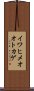 イワヒメオオトカゲ Scroll