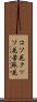 コソ花 Scroll