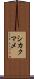 シカクマメ Scroll