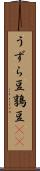 うずら豆 Scroll