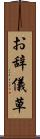 お辞儀草 Scroll