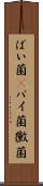 ばい菌(P) Scroll
