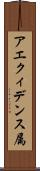 アエクィデンス属 Scroll