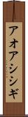 アオアシシギ Scroll