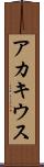 アカキウス Scroll
