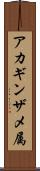 アカギンザメ属 Scroll