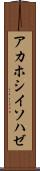 アカホシイソハゼ Scroll