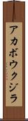 アカボウクジラ Scroll