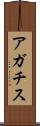 アガチス Scroll
