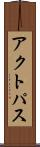 アクトパス Scroll
