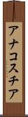 アナコスチア Scroll
