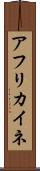 アフリカイネ Scroll