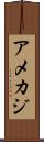アメカジ Scroll