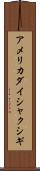 アメリカダイシャクシギ Scroll