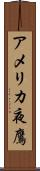 アメリカ夜鷹 Scroll
