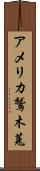 アメリカ鷲木菟 Scroll
