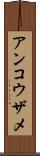 アンコウザメ Scroll