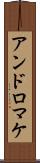 アンドロマケ Scroll