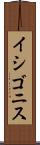 イシゴニス Scroll
