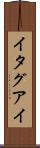 イタグアイ Scroll