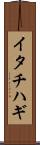 イタチハギ Scroll