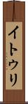 イトゥリ Scroll