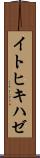イトヒキハゼ Scroll