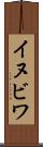 イヌビワ Scroll