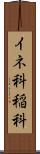 イネ科 Scroll