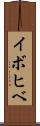 イボヒベ Scroll
