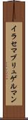 イラセマブリュゲルマン Scroll